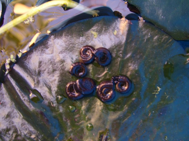 Tellerschnecken für Aquarium&Gartenteich - Schnecken - Lenningen