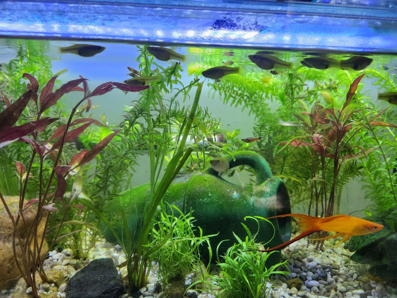 Biete  Endler-Guppies und Schwertträger - Sonstige - Wetter