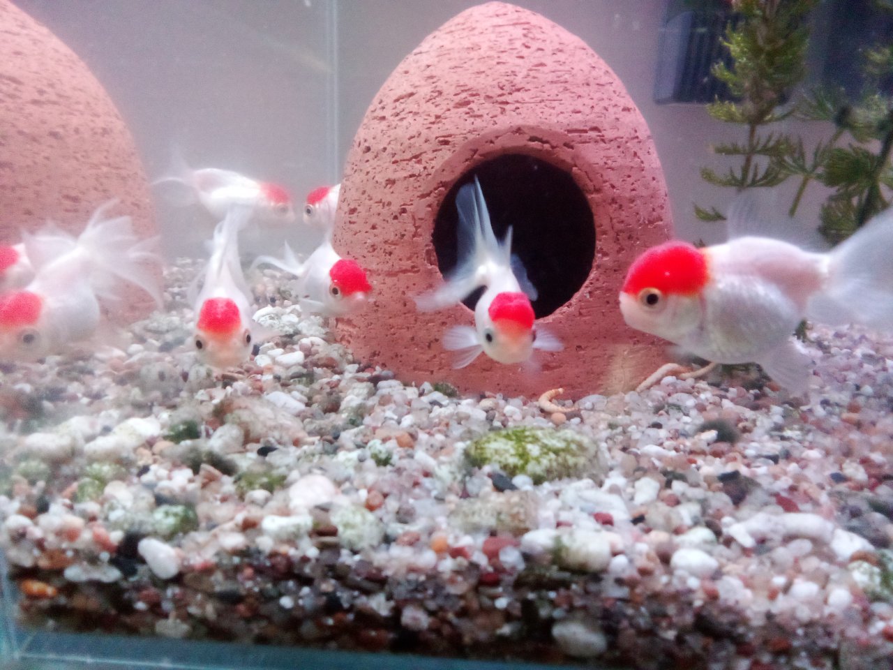 Oranda, Oranda red cap, Schleierschwänze Haube, Oranda Butterfly - Goldfisch - Geringswalde