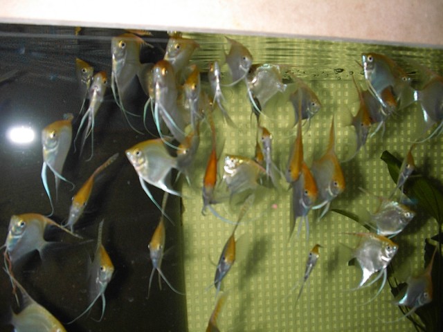 Goldskalare,Koi,Schwarz Silber - Skalar - Castrop-Rauxel
