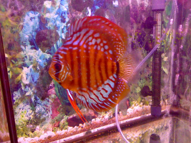 Diskusfische ab 10 cm zu verkaufen - Diskus - Neuschönau