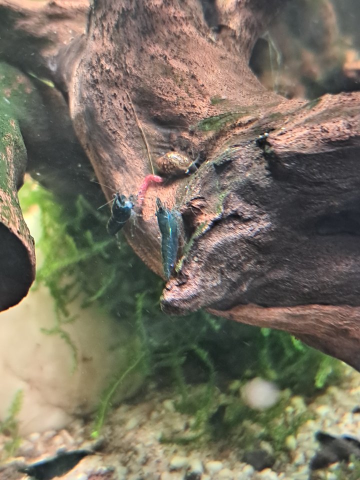 Neocaridina davidi Dark GreenJade  (Süßwasser Garnelen) - Garnele - Köln