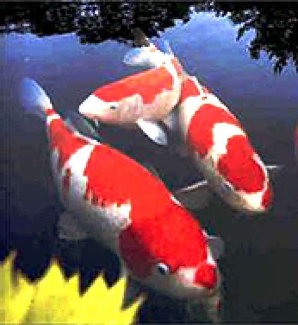 Wer hat kois für mich? - Koi - sangerhausen