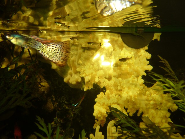 Guppys abzugeben - Guppy - St Ingbert