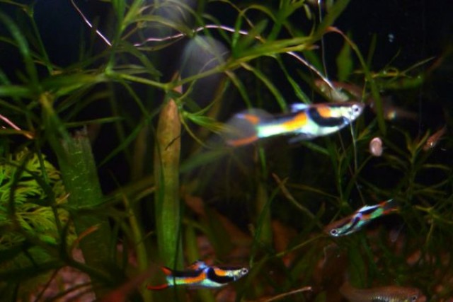 Endler Guppys 1 Euro pro Tier - Guppy - bochum
