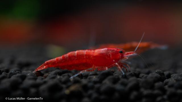 Bloody Mary Garnele - Neocaridina davidi - Garnele - Langenhagen