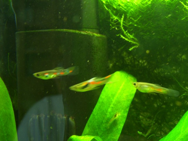 Tausche Endler-Guppy´s - Guppy - Lenningen