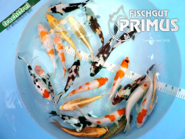 Maxi-Koi-Paket mit 6 Koi - Größe 20-25 cm - Koi - Iserlohn