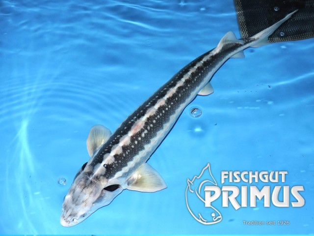 Angebot!! Waxdick (A. gueldenstaedti) Gr. 100-120 cm - Fische Sonstige - Iserlohn