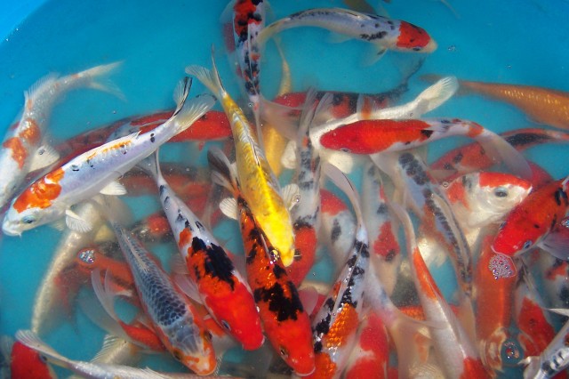 Frühbucher Koi Angebote vom Koi-Center Schafflund - Koi - Schafflund