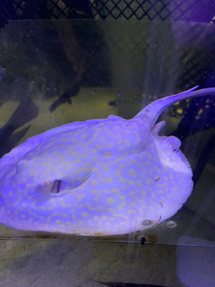Potamotrygon Albino HYBRIDEN Golden Base - Rochen - Birstein