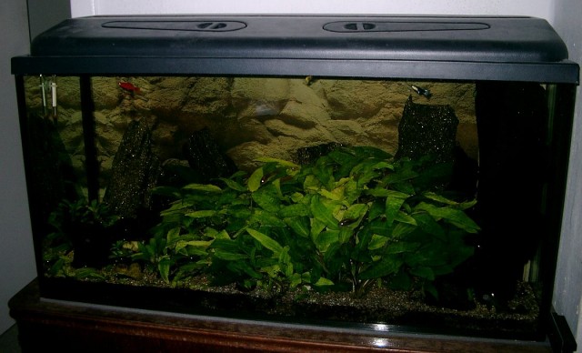 200 Lieter Aquarium - Aquarium - Dresden