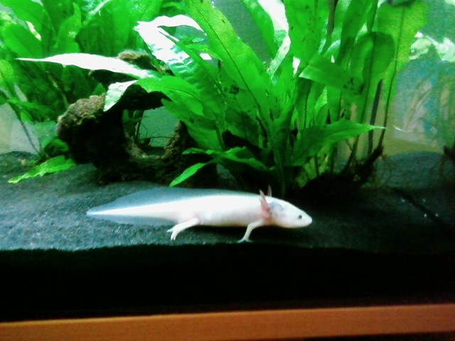 2 Axolotl abzugeben - Fische Sonstige - Dortmund
