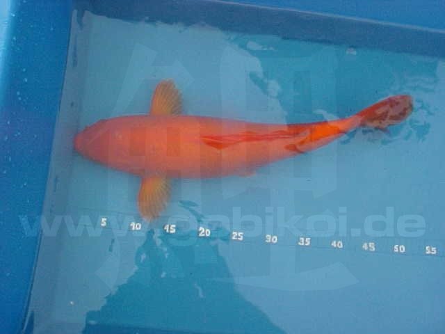 Große Koi 50-60cm - Koi - schöneiche