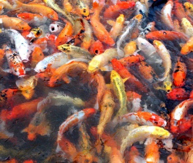 Goldfische-Teichfische-Koi uvm. // Fa.Fördefisch - Goldfisch - Handewitt
