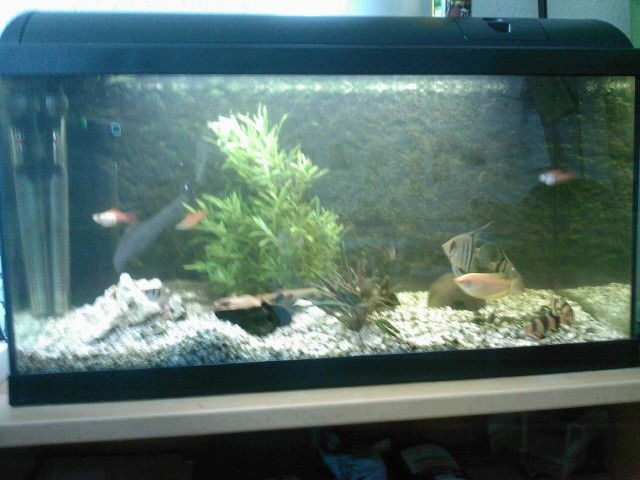 Aquarium 120l zu verkaufen - Aquarium - Ahaus-Alstätte