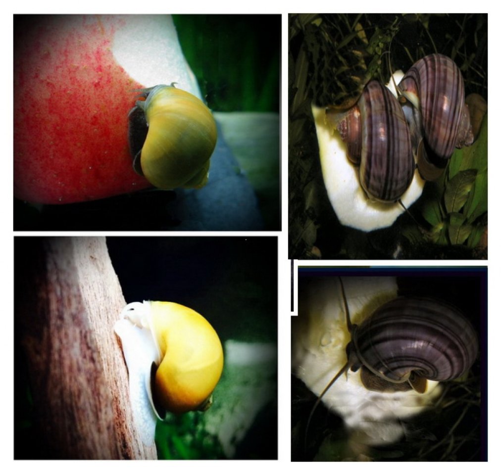 Einzigartige und farbenfrohe Wasserschnecken für Ihr Aquarium! - Aquarium - Trier