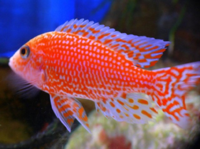 Aulonocara FireFish Coral Red (Malawi-Barsch) - Barsche - Remscheid