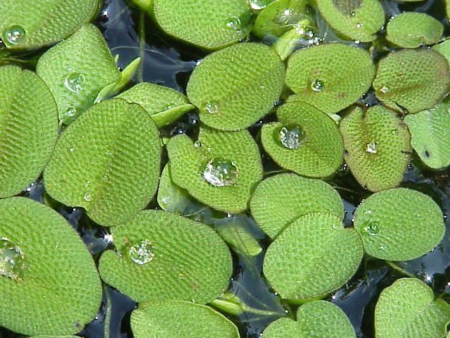 30 Stk Aquarium-Schwimmfarn-Super gegen nervige Algen - Pflanzen - schleswig