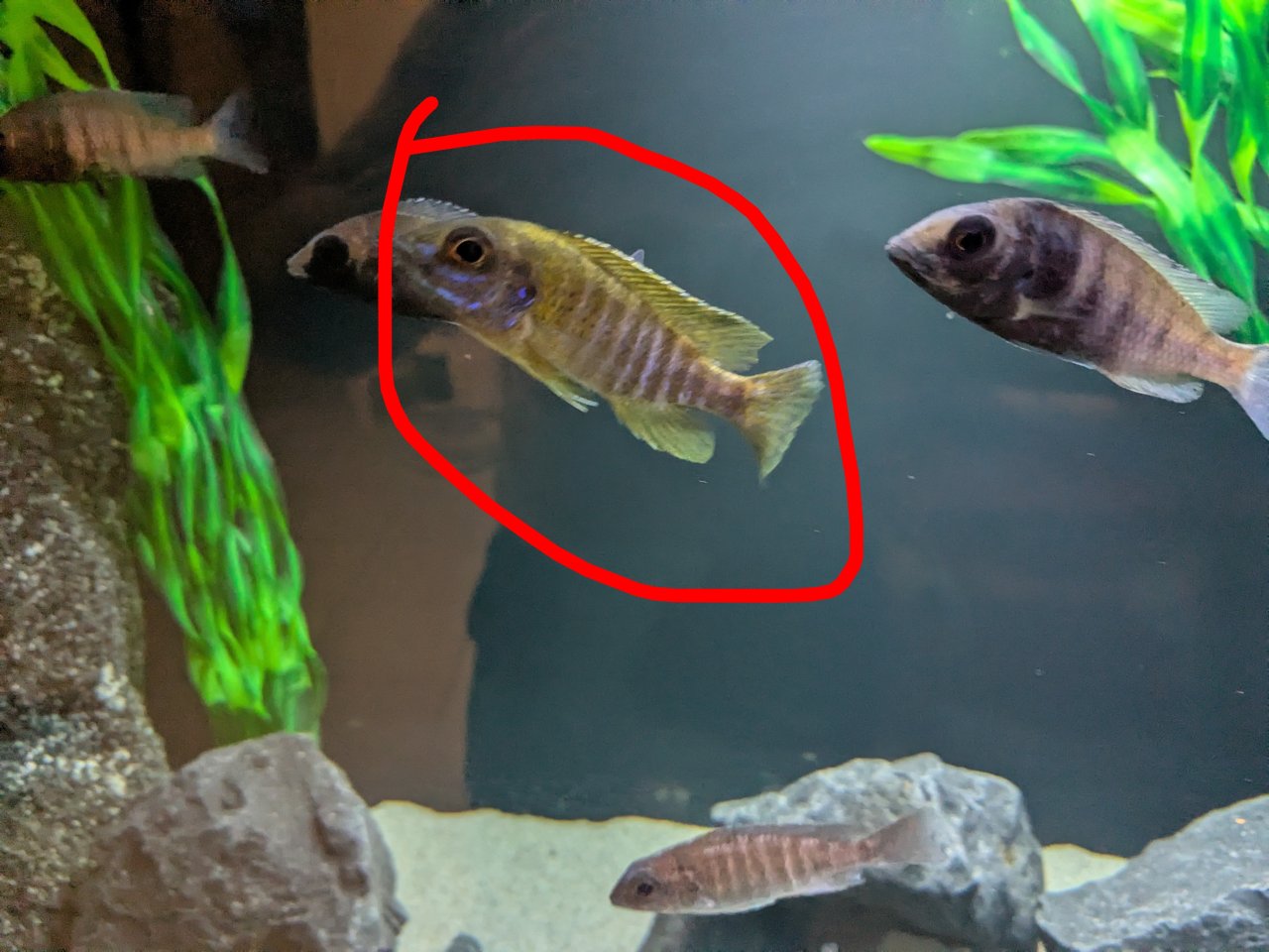 Auloncara beanschi benga Bock Malawi Buntbarsch - Barsche - Hanstedt