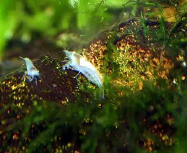 White pearl garnelen - Garnele - ballenstedt
