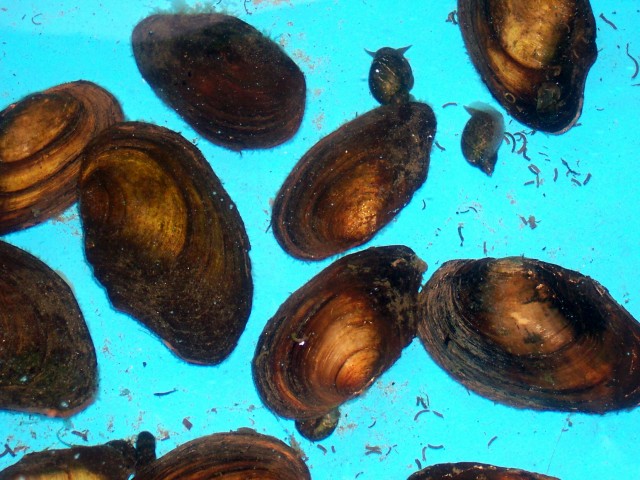 Schnecken und Muscheln vom Koi-Center Schafflund - Schnecken - Schafflund