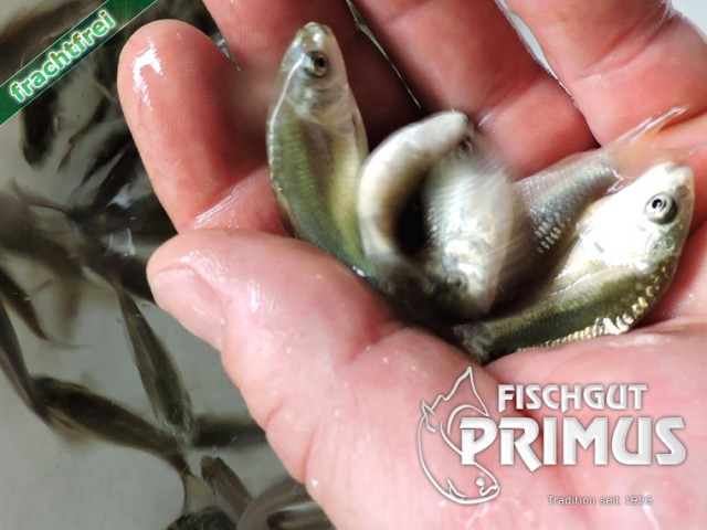 Besatzfische - 100 Schuppen- und Spiegelkarpfen 5-8 cm - Fische Sonstige - Iserlohn