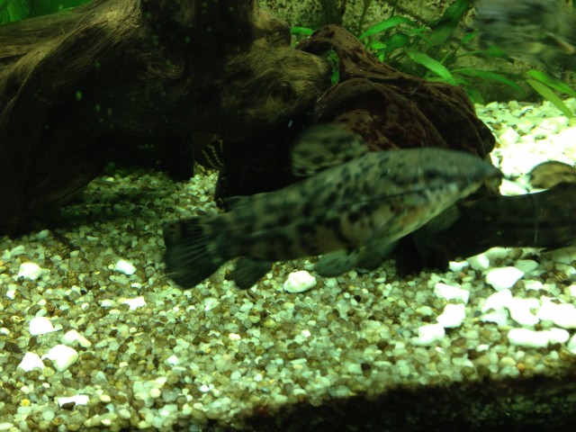 Fiederbartwelse -  Synodontis eupterus - Wels - Fellbach
