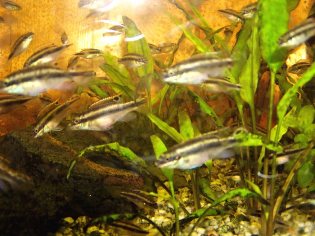 Smaragdtprachtbuntbarsche Pelvicachromis taeniatus - Barsche - Höhr-Grenzhausen