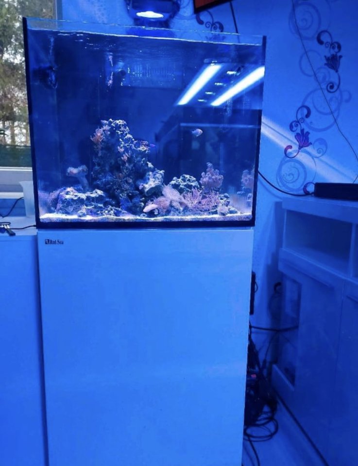 Meerwasseraquarium komplett mit Besatz - Sonstige - Peenehagen OT Groß Gievitz
