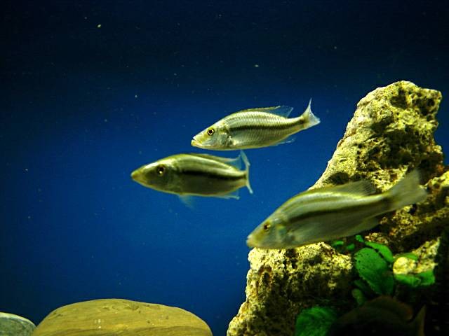 3 dimidiochromis zu verkaufen - Barsche - tettnang