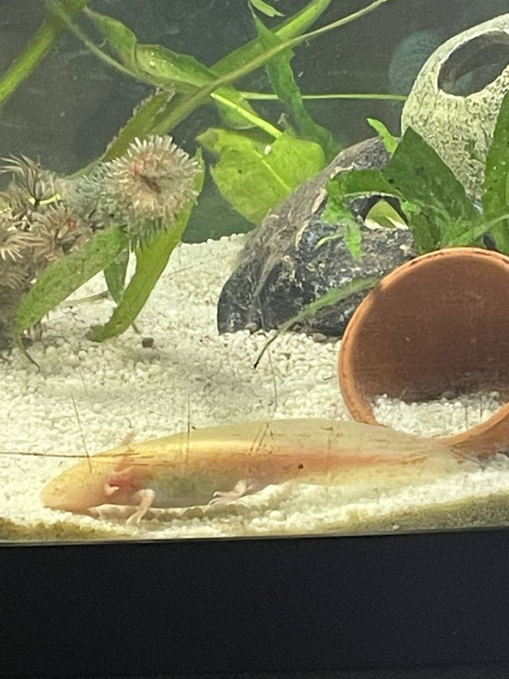 Axolotljungtiere vom 31.01.23 - Sonstige - Dinslaken