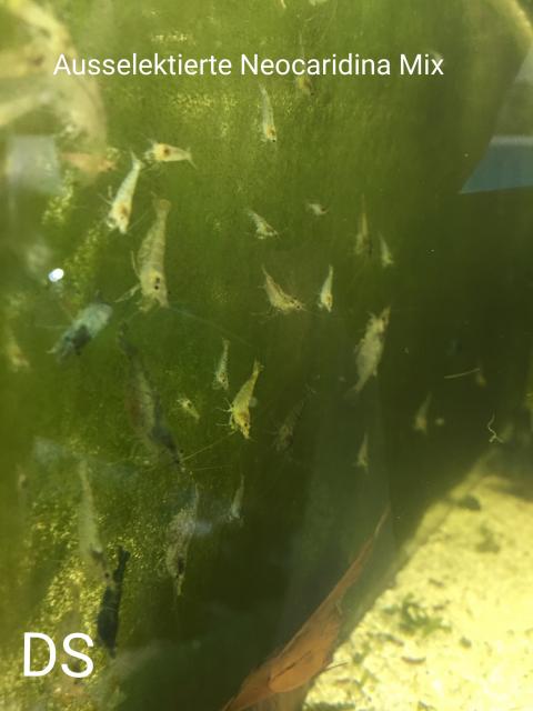 Ausselektierte neocaridina  - Garnele - Neuenkirchen