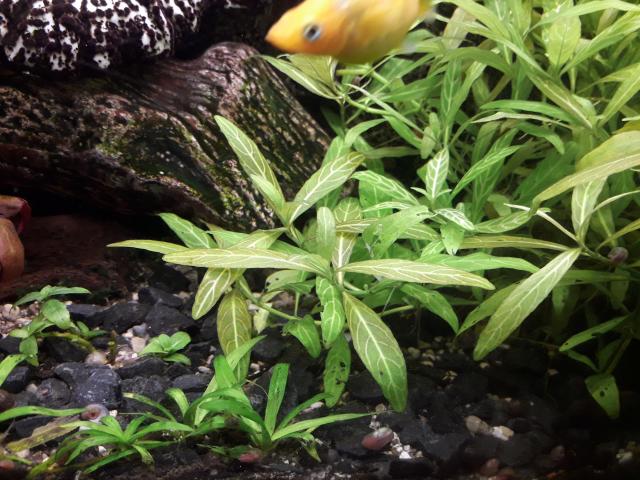 Aquariumpflanzen Wasserpflanzen Tropica Hygrophila polysperma Rosanervig Indisch - Fische Zubehoer - Wolfsbach