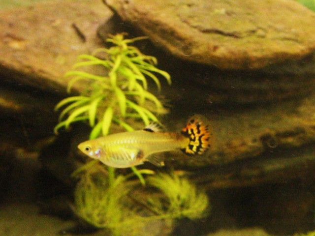 Junge Guppys abzugeben - Guppy - Bastorf