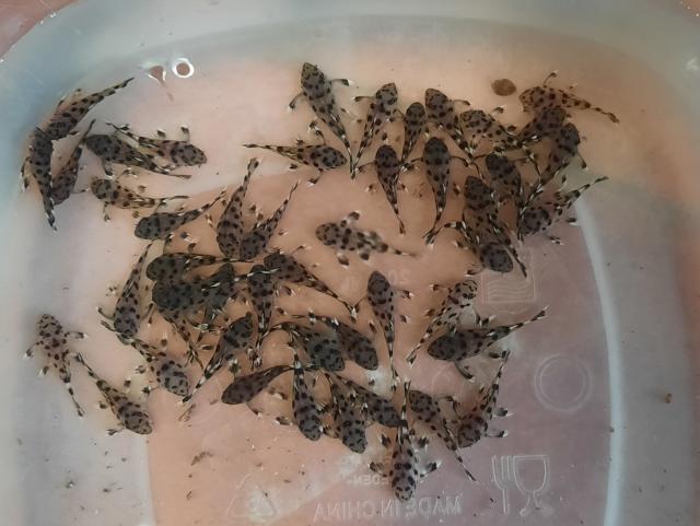 L-Welse, L264, Leporacanthicus joselimai - Wels - Pustimer
