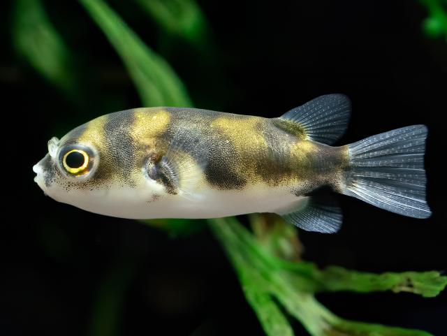 Assel Kugel Fische - Fische Sonstige - Eschwege