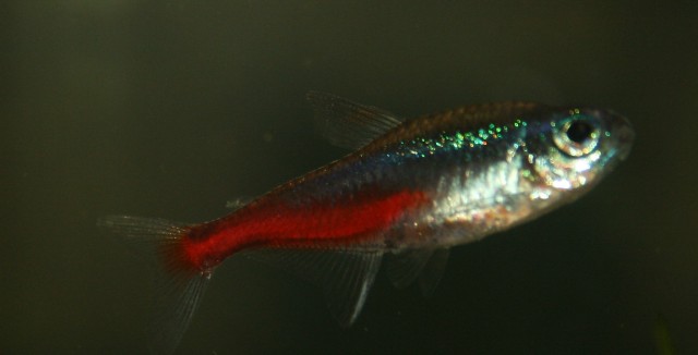 Neons in gute Hände abzugeben - Salmler - Roßtal