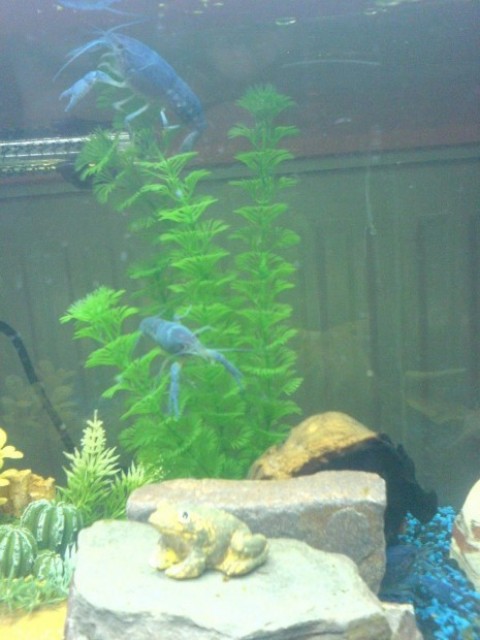 Blauer Floridahummer, Procambarus alleni Babys - Krebs - Koblenz