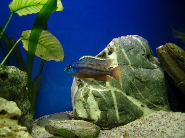 Malawibarsch gruppen zu verkaufen - Barsche - tettnang