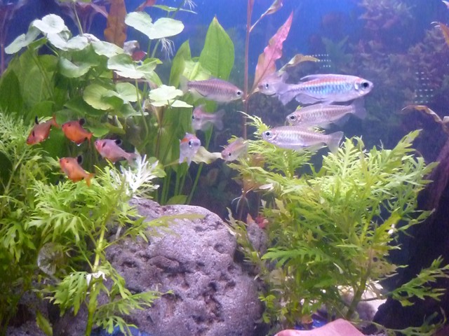 8 Afrikanische Salmler, 15 Blutsalmler abzugeben - Salmler - March