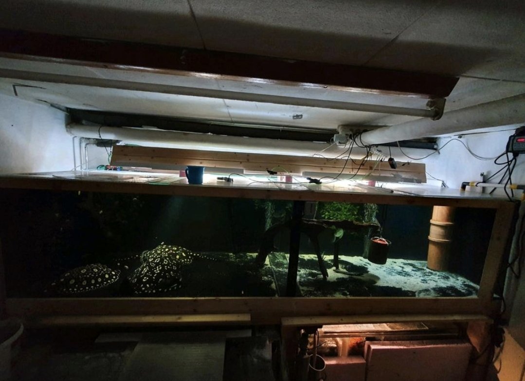 Aquarium 310x90x70 mit passendem Holzuntergestell ideal für Rochen - Aquarium - Schmallenberg