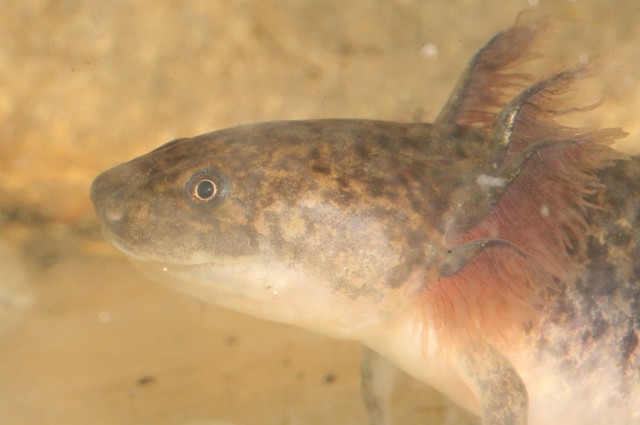 Axolotl, Ambystoma mexicanum - Fische Sonstige - Klein Wesenberg