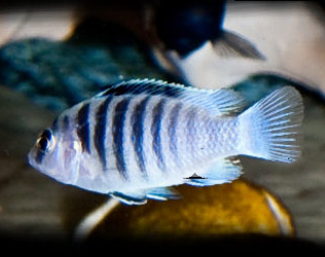 Labidochromis spec. Chismulae mbweca (Malawi - Barsch) - Barsche - Remscheid