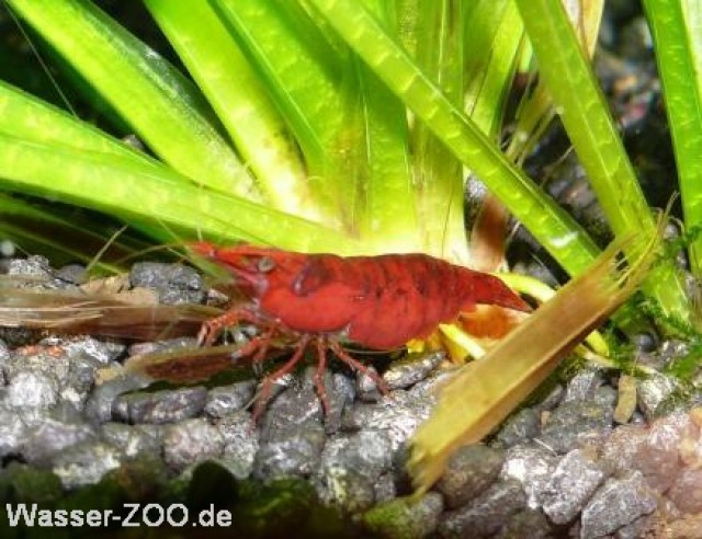 Red Fire Garnelen - Garnele - Remscheid