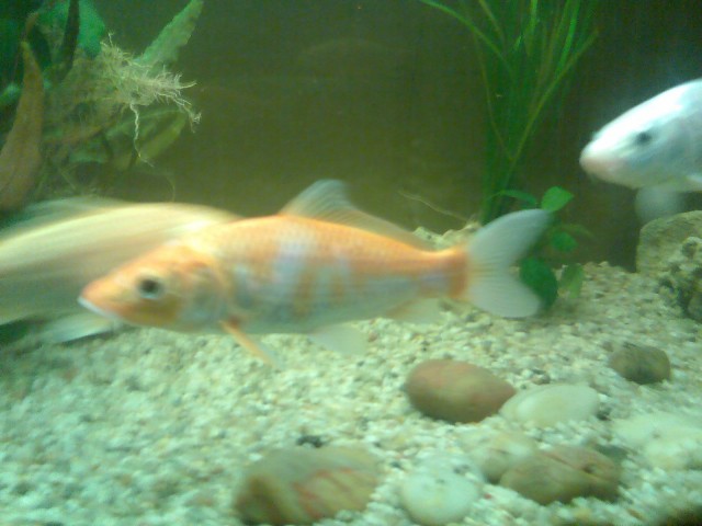 Biete 3 schöne jap. Koi - Koi - Fürth