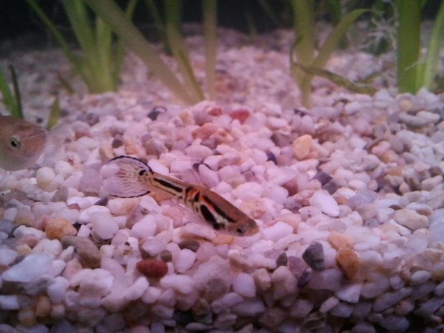 Snake Skin Endler Guppys 1 Euro pro Tier - Guppy - bochum