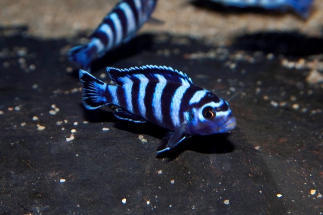 Biete pseudotropheus demansoni Buntbarsch Nachzucht - Barsche - Bietigheim Bissingen