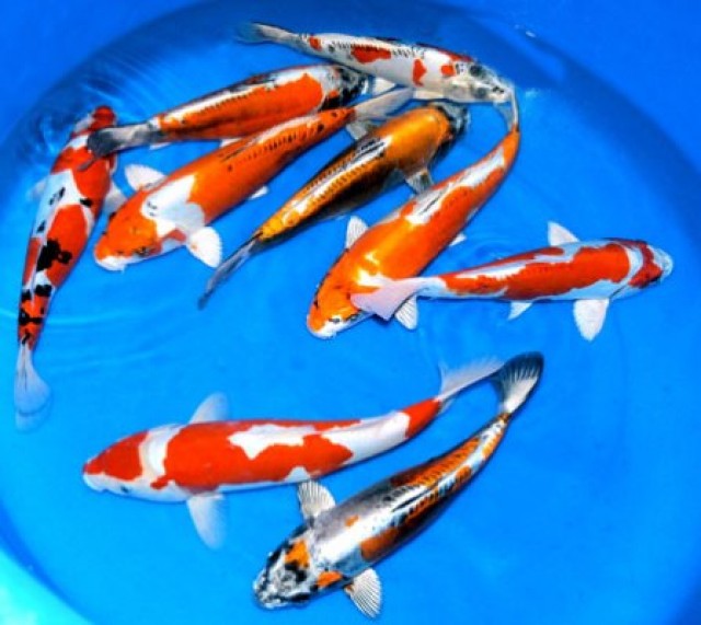 Goldfische-Teichfische-Koi // Fa.Fördefisch - Goldfisch - Handewitt