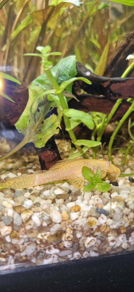 Dringend antennenwelse abzugeben - Wels - Calw